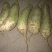 白萝卜1~1.5斤起
