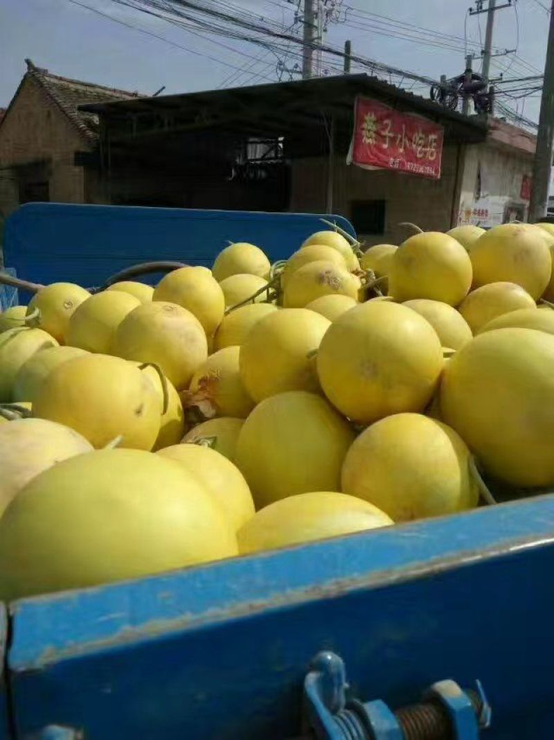 陕西甜瓜，优质甜瓜产地价格品种多质量好。
