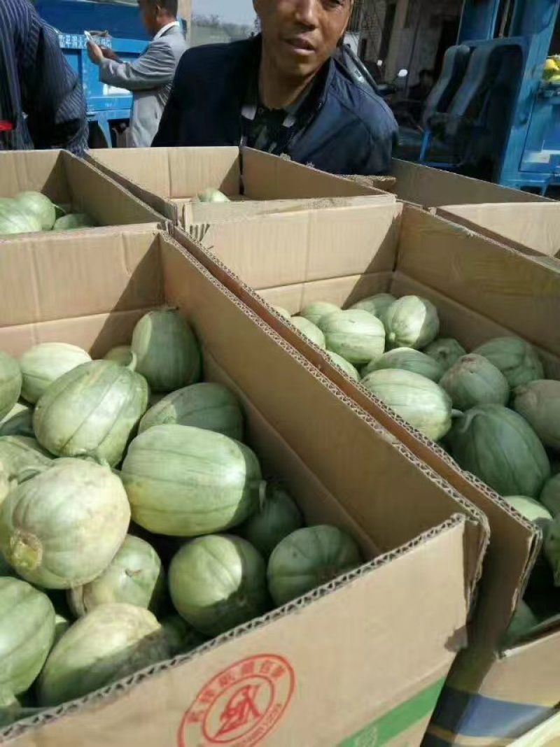 陕西甜瓜，优质甜瓜产地价格品种多质量好。