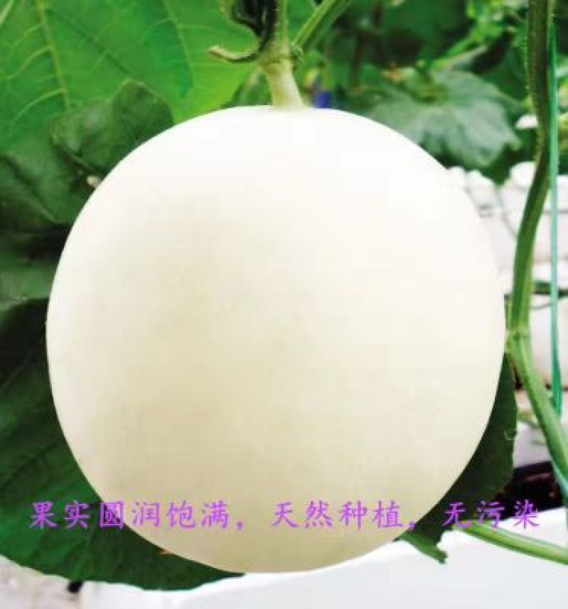 陕西甜瓜，优质甜瓜产地价格品种多质量好。