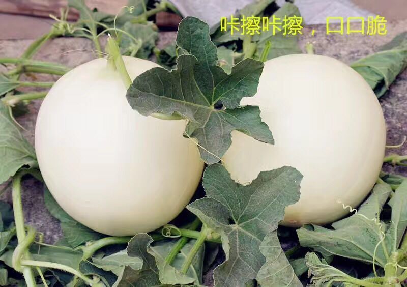 陕西甜瓜，优质甜瓜产地价格品种多质量好。