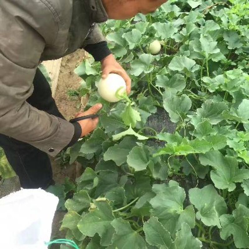 陕西甜瓜，优质甜瓜产地价格品种多质量好。