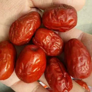 灰枣干枣一级新疆灰枣产地直供大量批发