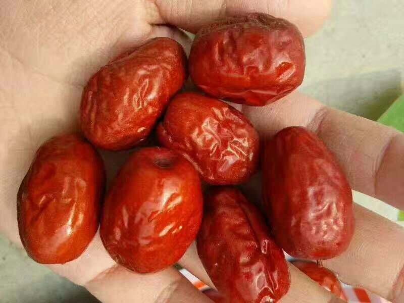 灰枣干枣一级新疆灰枣产地直供大量批发