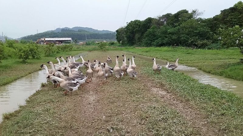 潮州狮头鹅10~12斤肉鹅狮头鹅