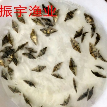 鳜鱼苗3~5cm