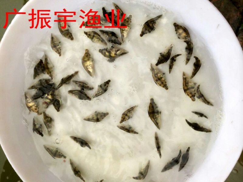 鳜鱼苗3~5cm