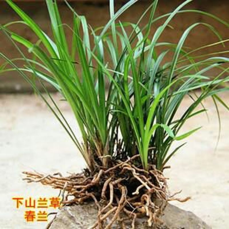 兰花不含盆