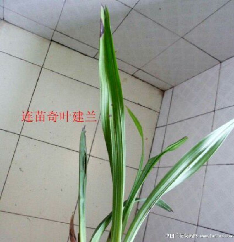 兰花不含盆