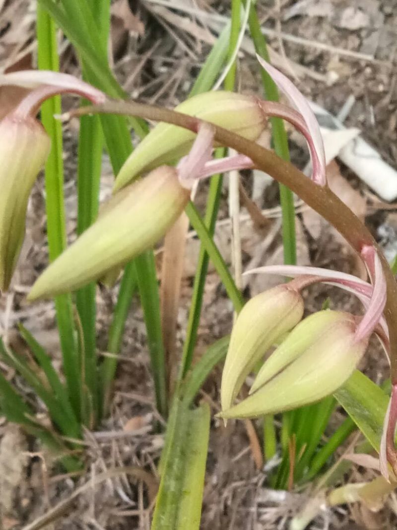 兰花不含盆