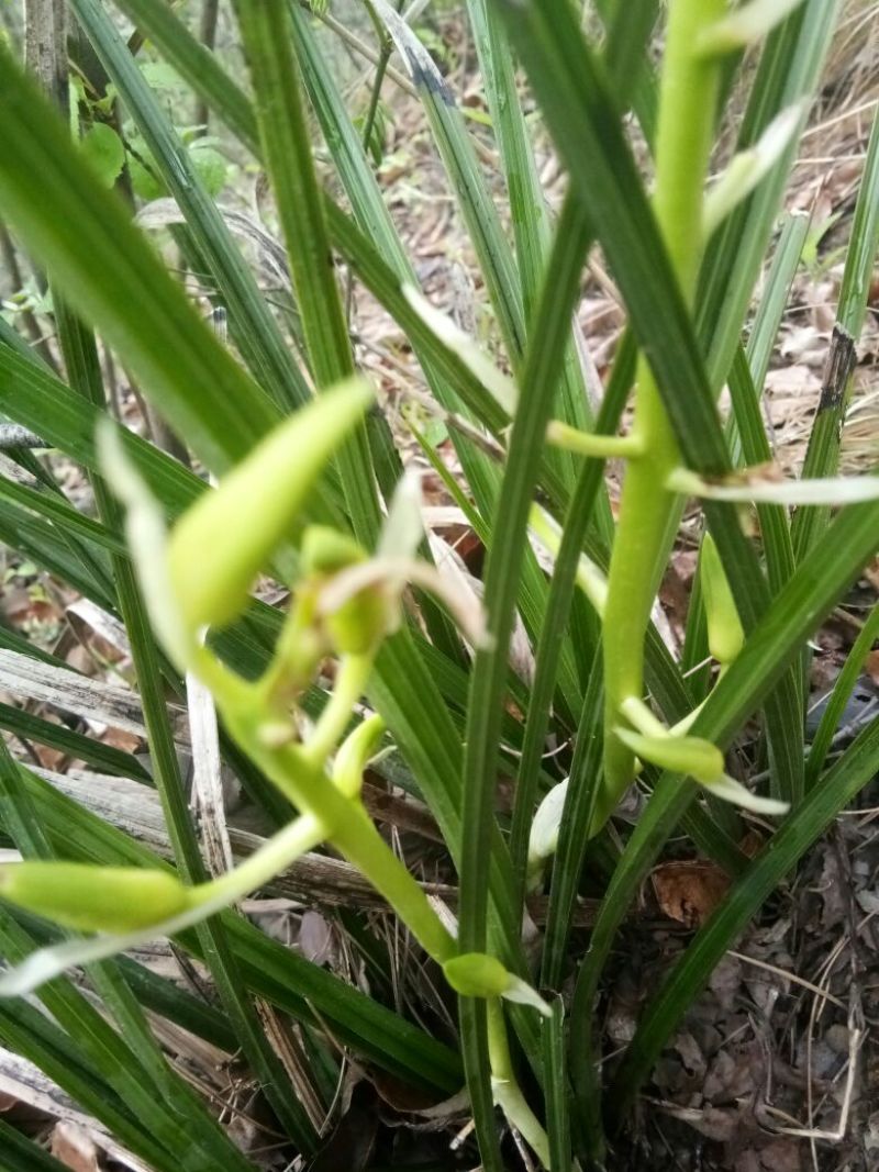 兰花不含盆