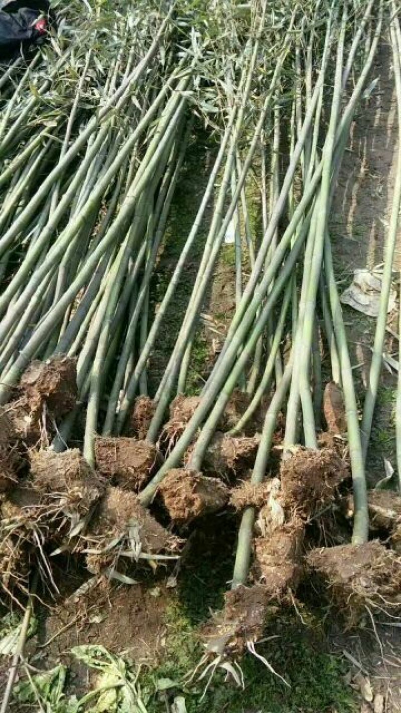 园林景观绿竹大量上市