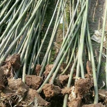 园林景观绿竹大量上市