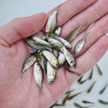 鲫鱼鱼苗3~5公分
