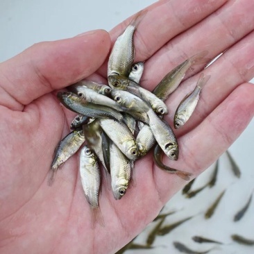 鲫鱼鱼苗3~5公分