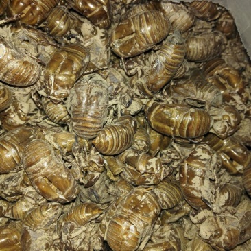 蝉蜕统货沙地货落地货