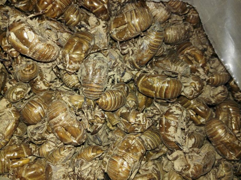 蝉蜕统货沙地货落地货