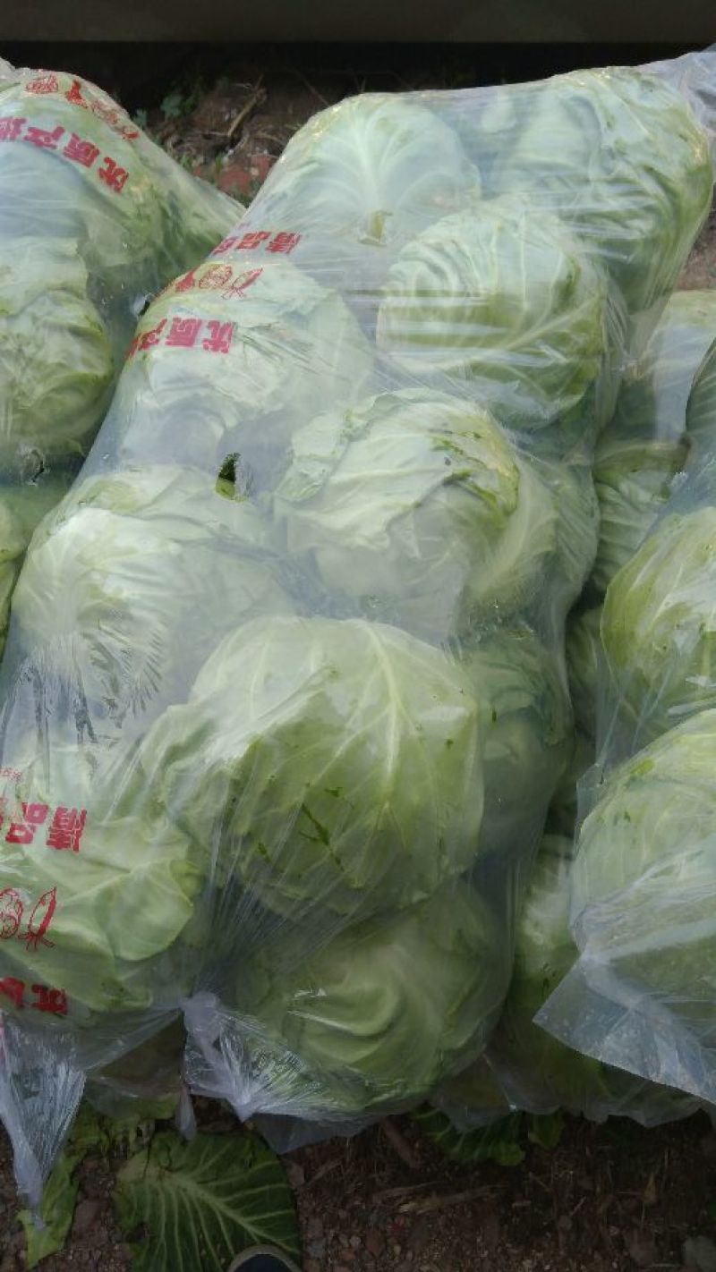 中甘甘蓝郯城县红花乡甘蓝（中甘21甘蓝)，牛心菜量大从优