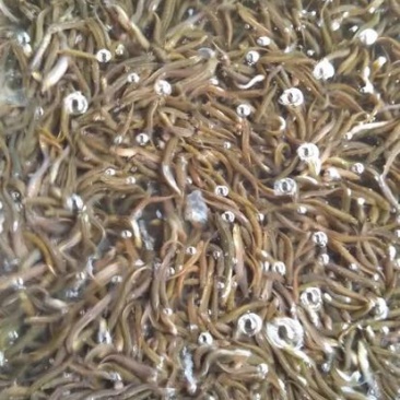 加州鲈鱼鱼苗