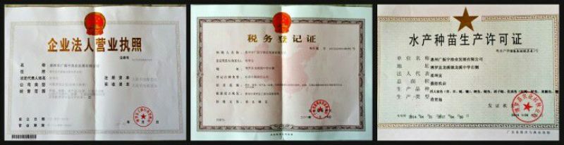 罗非鱼苗8朝