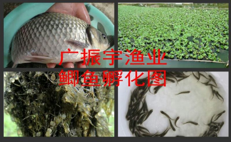 鲫鱼苗3~5公分