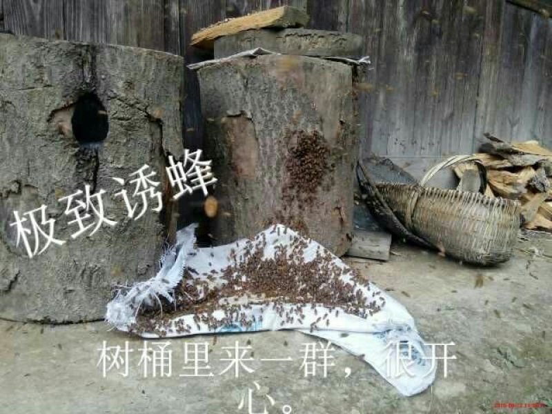 土蜂蜜品质货源正宗深山蜂蜜，可以视频看货