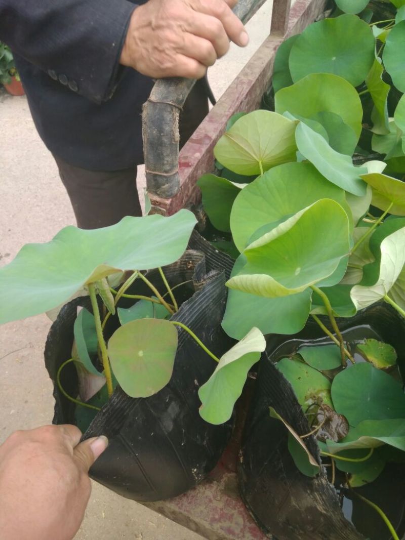 荷花10~20cm