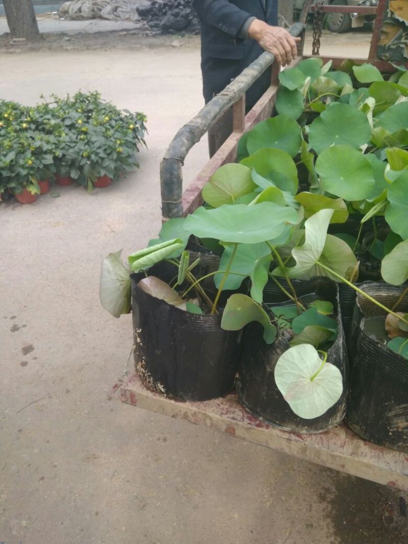 荷花10~20cm