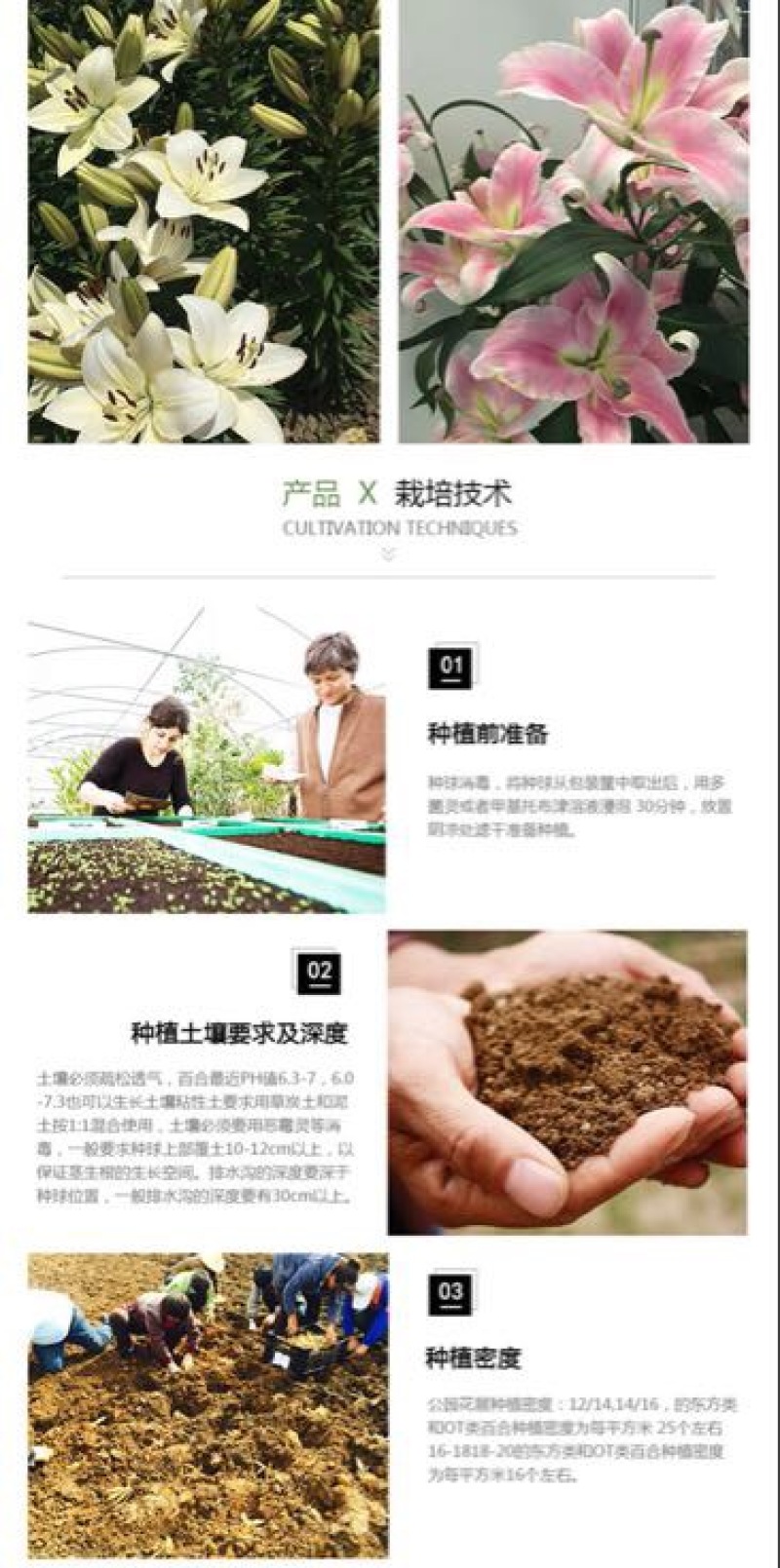 百合鲜切花