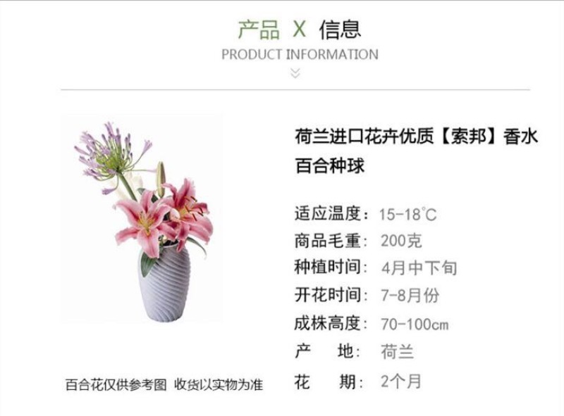麝香百合4以上
