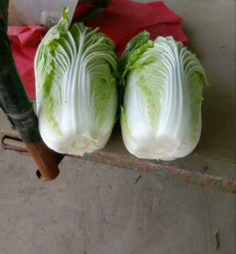 河北陆地玲珑黄，秋黄白菜，产地供应，视频看货。保质保量。