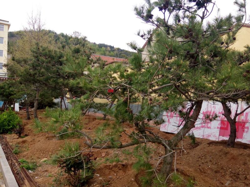 造型松12公分