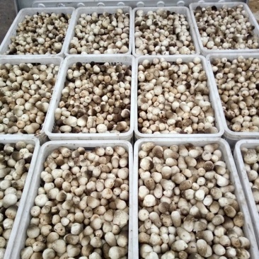 鲜草菇91%一级