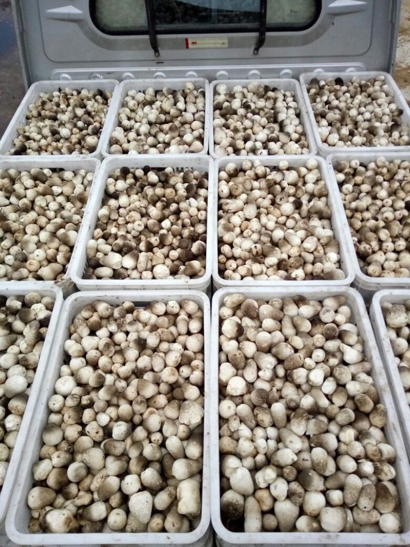 鲜草菇91%一级