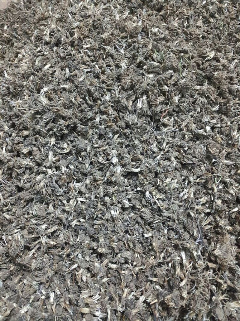 猫爪草