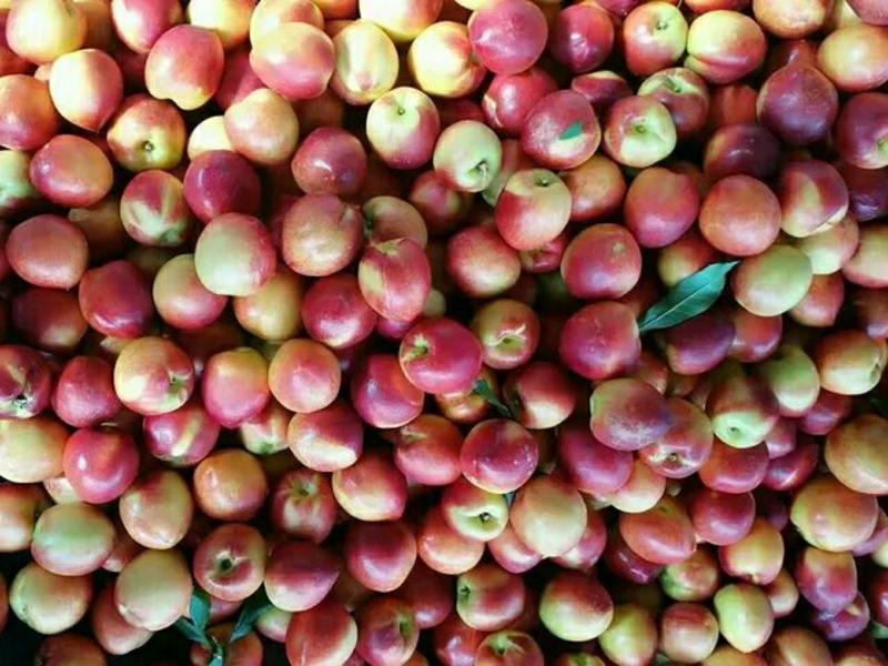 精品油桃中油4号5号126油桃品种齐全脆甜可口产地直发