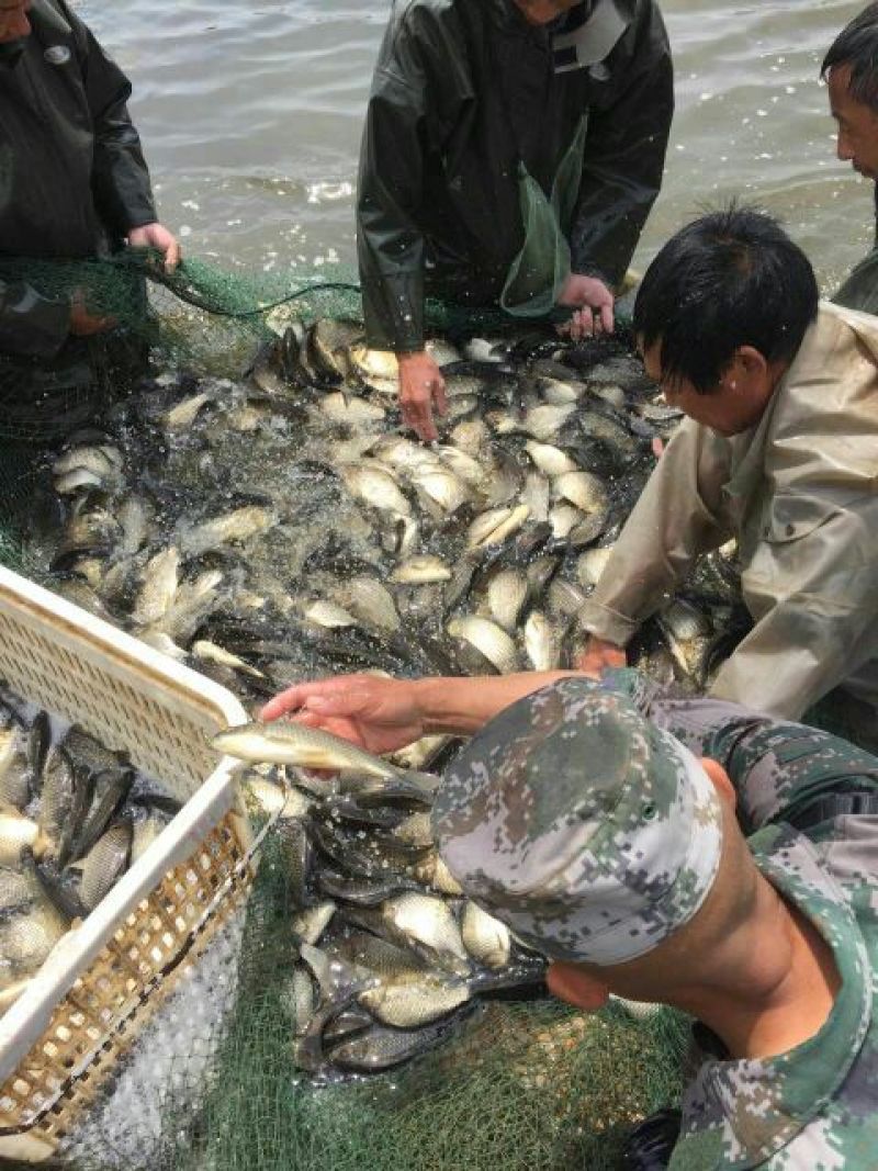 高背鲫食用
