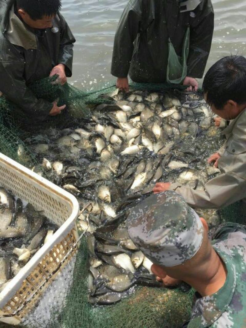 高背鲫食用
