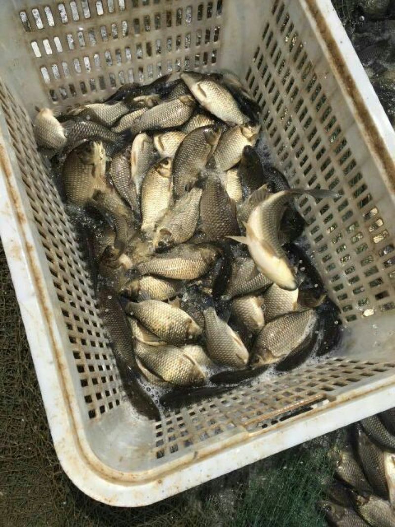高背鲫食用