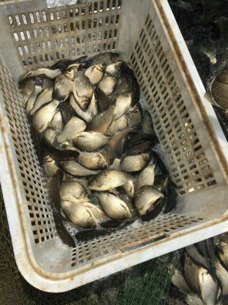 高背鲫食用