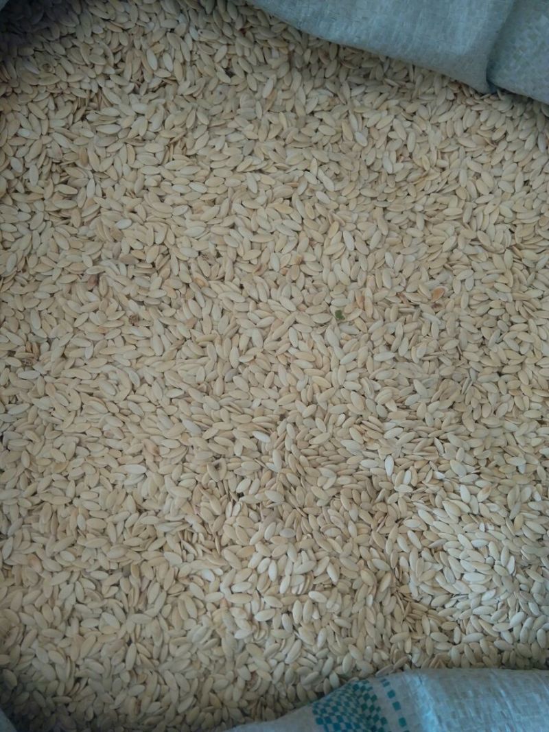 黄瓜子河北干货药食两用2斤起包邮
