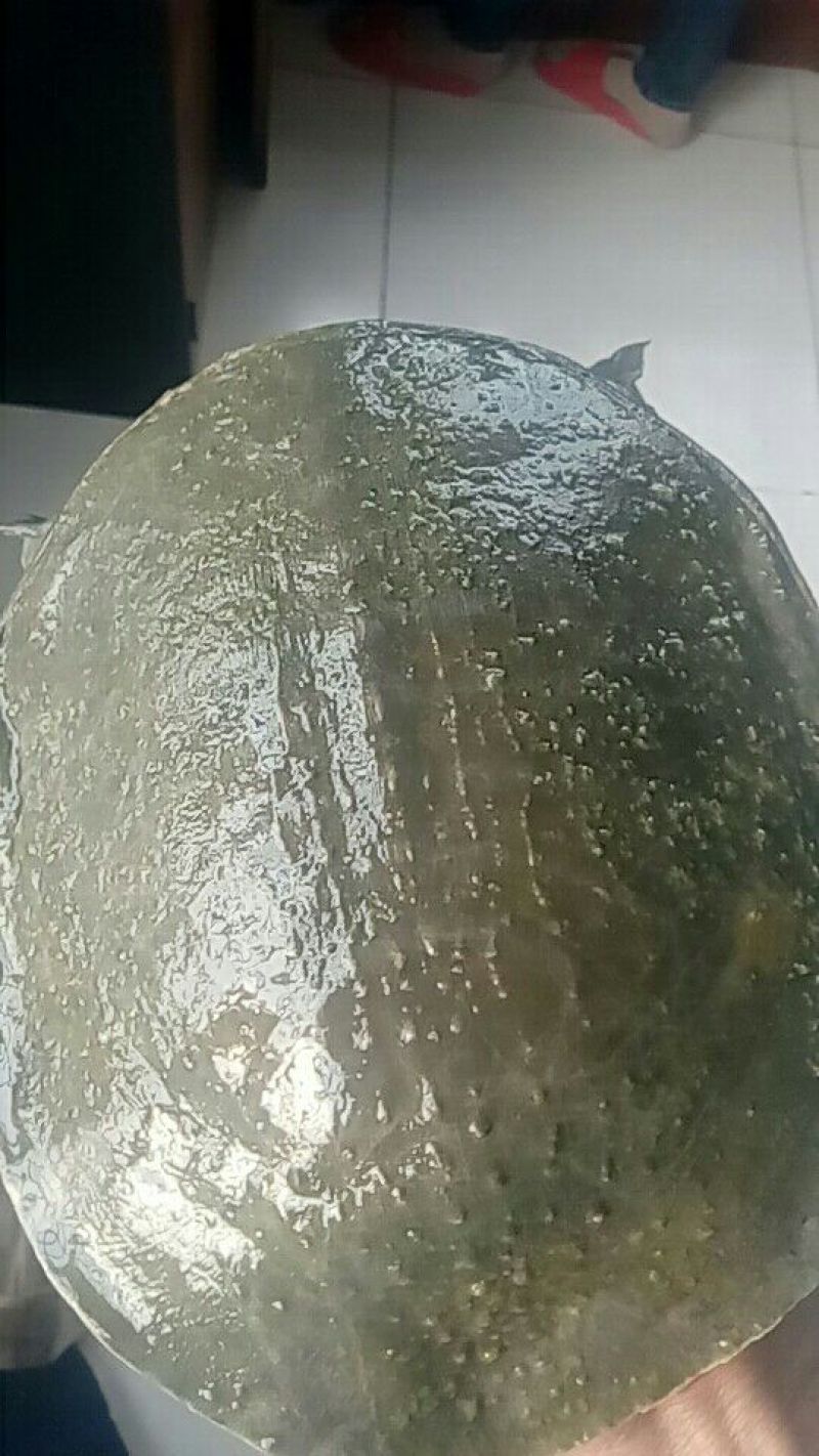 生态甲鱼2.5~3斤