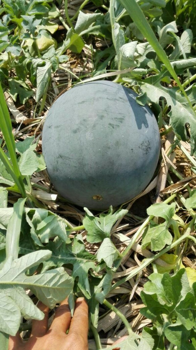 广西产地甜王西瓜大量供应,欢迎各地老板合作采购