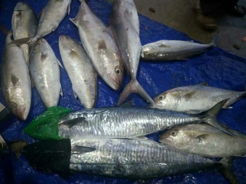 红虾干
