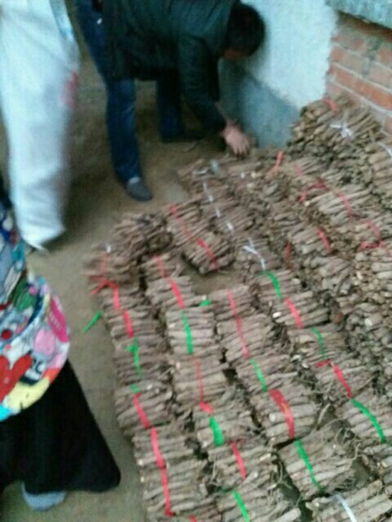 泡桐树根泡桐种根泡桐树种根大量供应中……