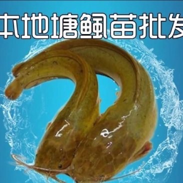胡子鲶苗