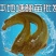 胡子鲶苗