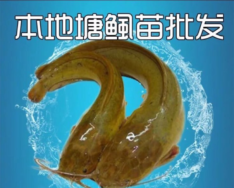 胡子鲶苗