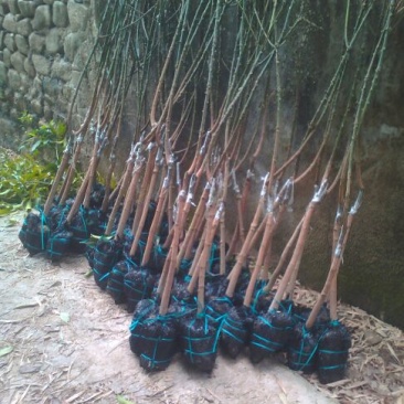 金煌芒果苗地径3cm带泥球
