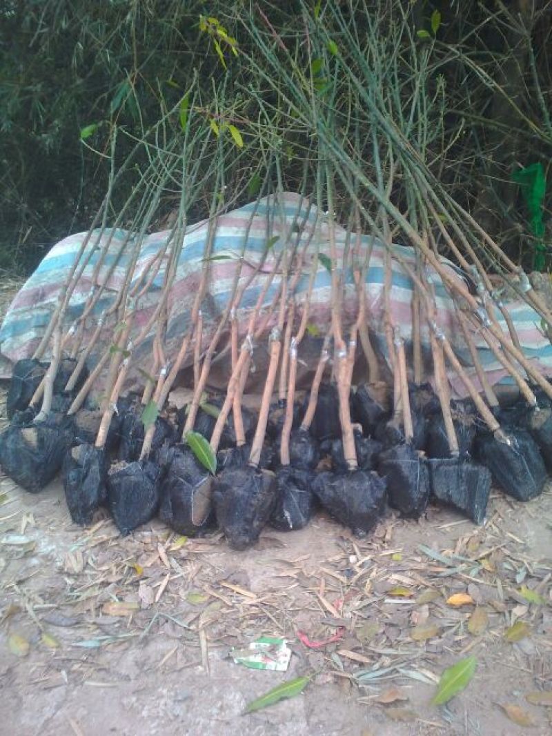 金煌芒果苗地径3cm带泥球